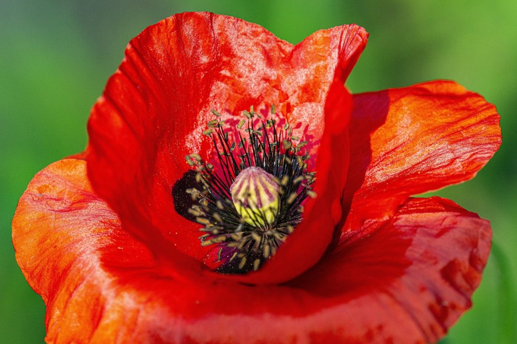 Descubre con que plantas puedes dormir mejor